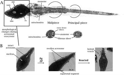 Lipid remodeling in acrosome exocytosis: unraveling key players in the human sperm